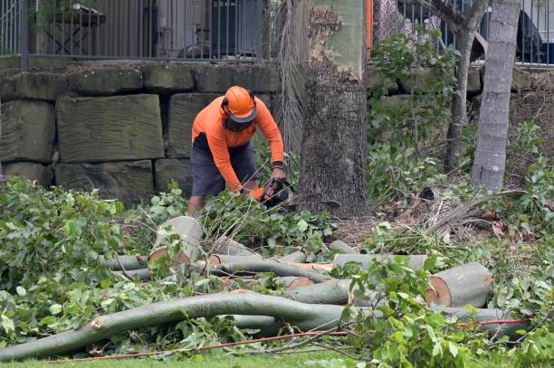 Why Choose Our Tree Removal Services in South Hooksett, NH?