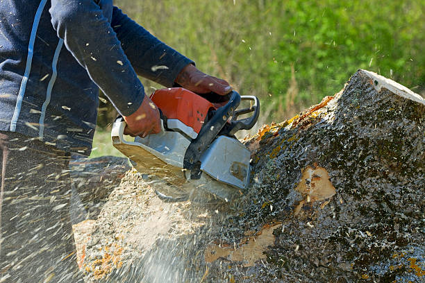 Reliable South Hooksett, NH Tree Services Solutions